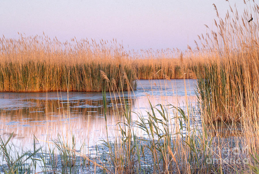 Reeds In Cape May Photograph by Art Wolfe