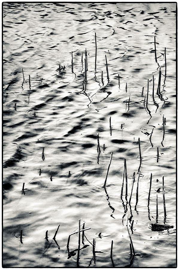 Reeds in Ripples Photograph by Lenny Carter
