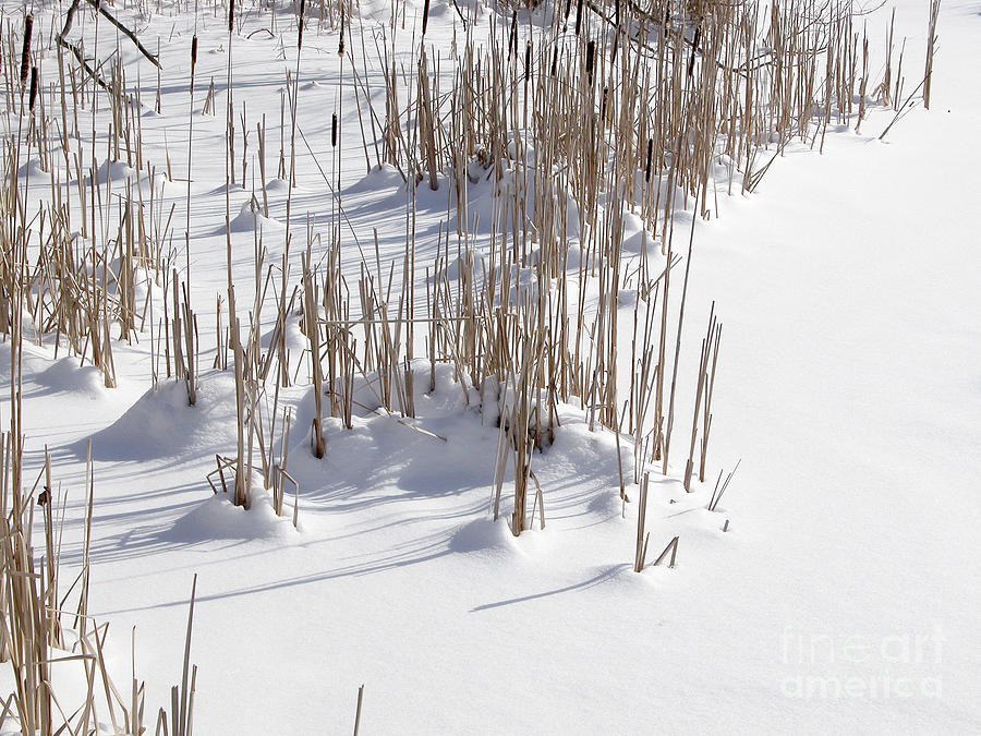 Reeds in Snow 2 Photograph by Tom Brickhouse