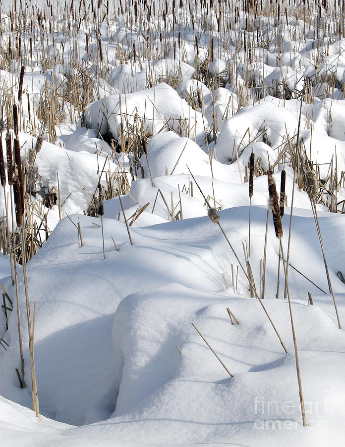 Reeds in Snow Photograph by Tom Brickhouse