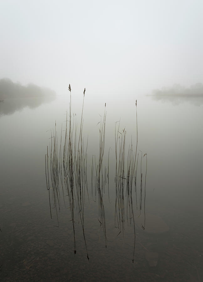 Reeds In The Mist Photograph by David Ahern