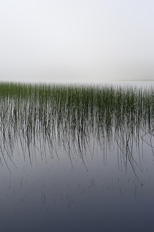 Reeds in the mist Photograph by Gary Eason