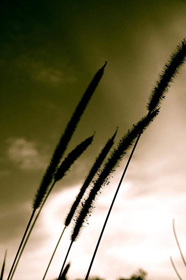 Nature Photograph - Reeds in wind by Shane Dickeson