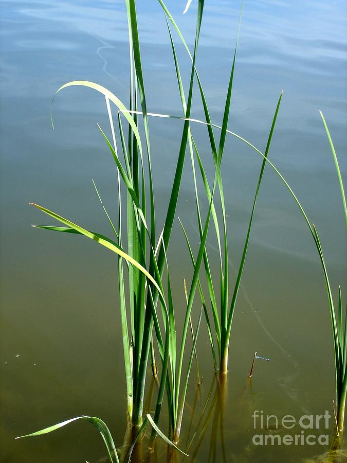 Reeds Photograph by Kerri Mortenson