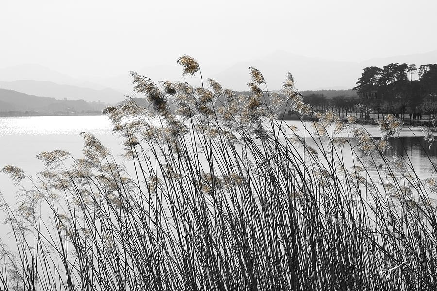 Reeds Photograph by Kume Bryant