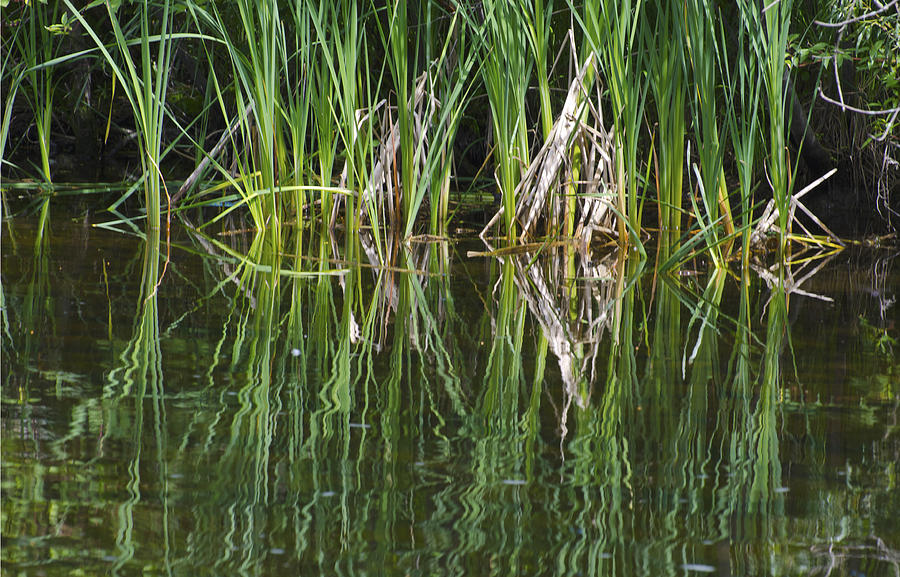Reeds Reflected in River Photograph by Lynn Hansen