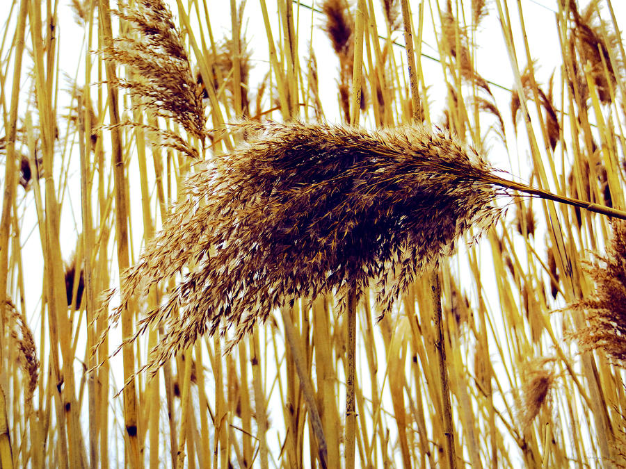 Reeds Photograph by Shawna Rowe