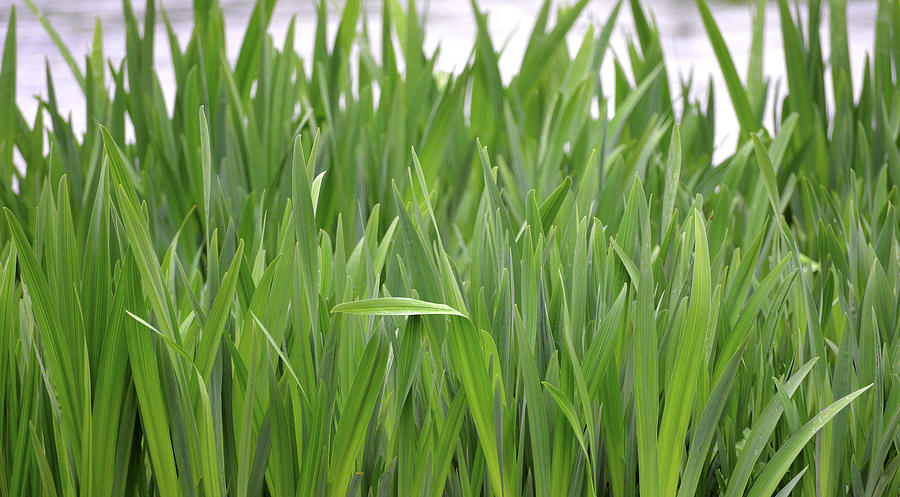 Reeds Photograph by Steven Poulton