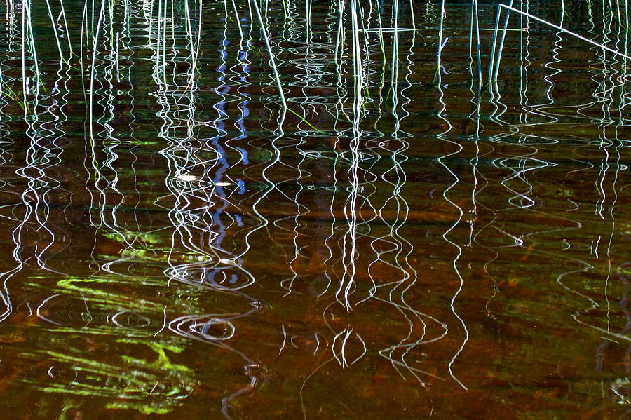 Reeds Photograph by Tasha ONeill