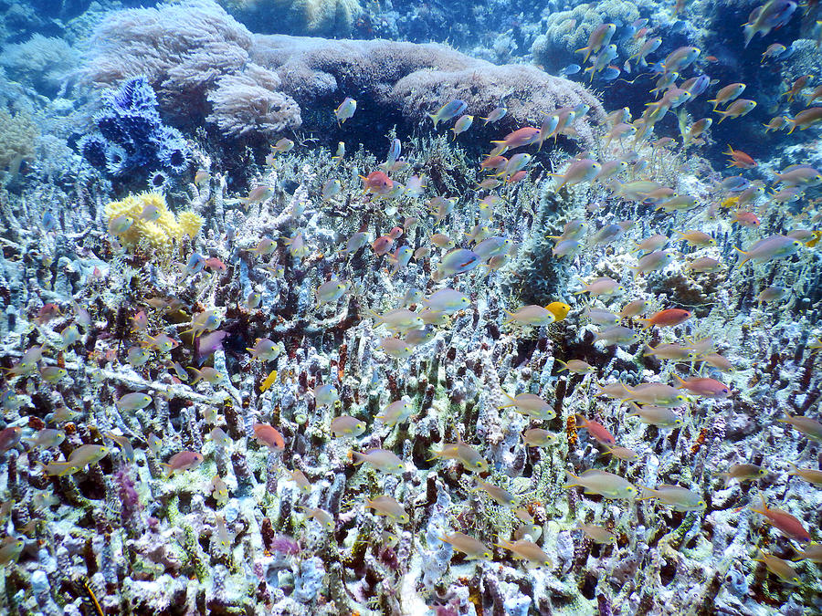 Reef Biodiversity Photograph by Carleton Ray