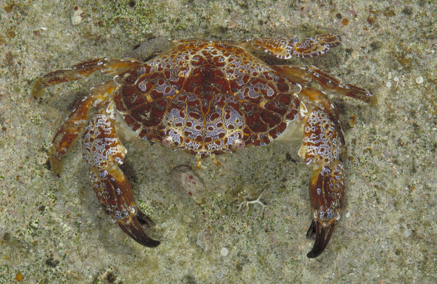 Reef Crab Zosimus Aeneus Photograph by Newman & Flowers