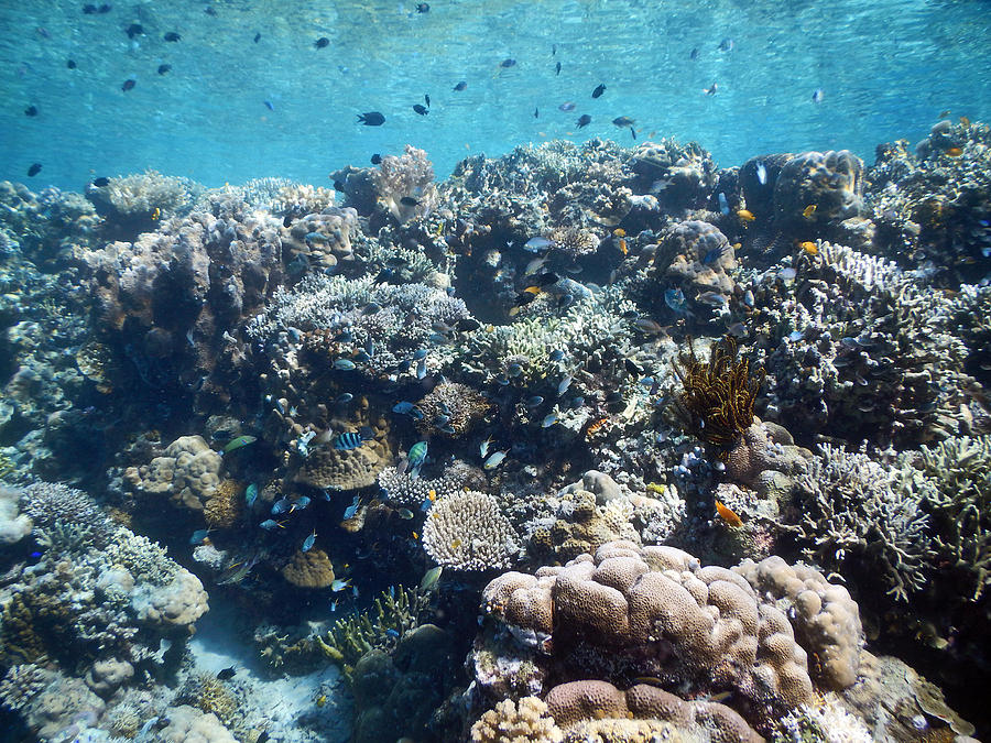 Reef Diversity In Indonesia Photograph by Carleton Ray