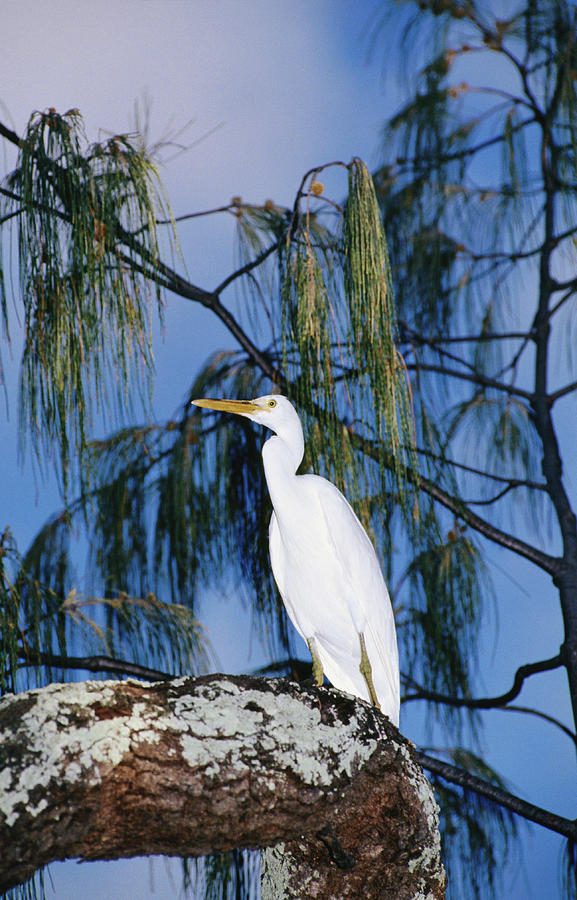 Reef Egret In Tree Photograph by Holger Leue