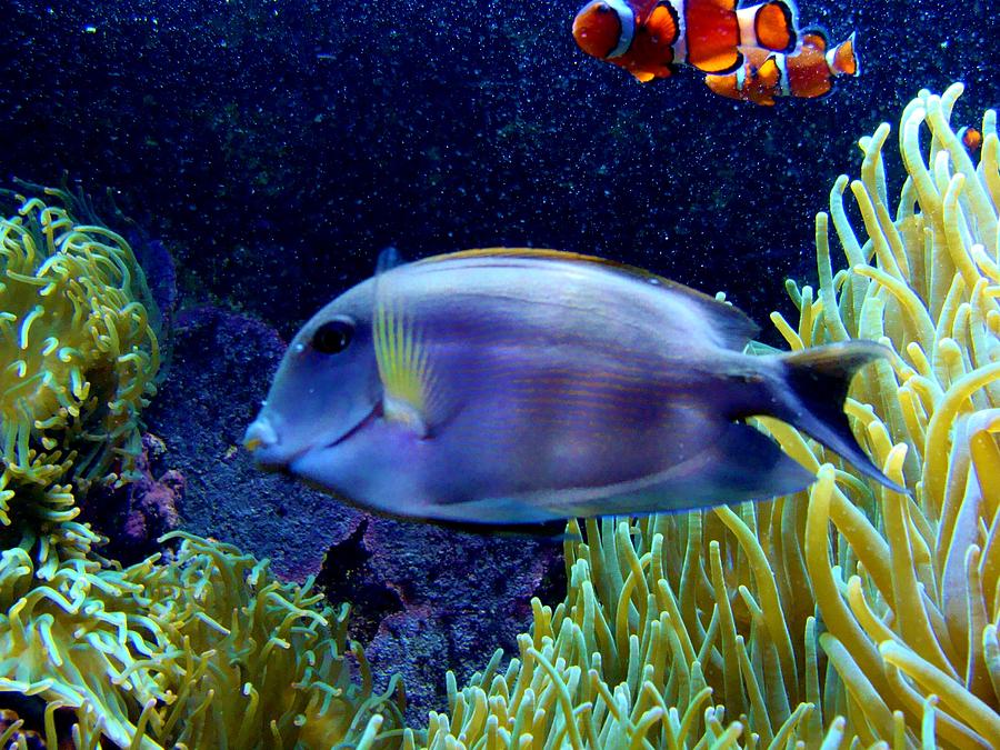 Reef Fish Photograph by Anthony Seeker