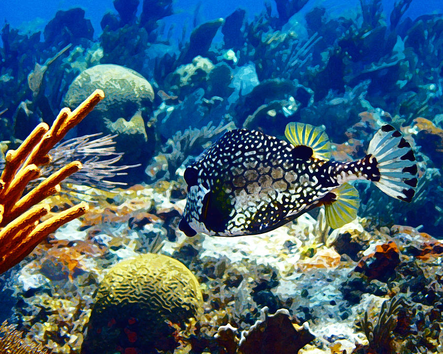 Reef Life Photograph