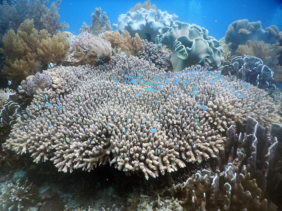 Reef Scenic Coral With Small Fish Photograph by Carleton Ray