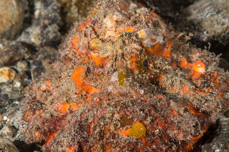 Reef Stonefish Photograph by Andrew J. Martinez