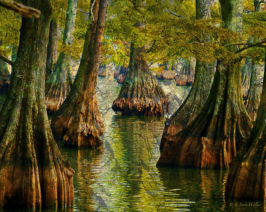Reelfoot Lake Cypress Digital Art by J Larry Walker
