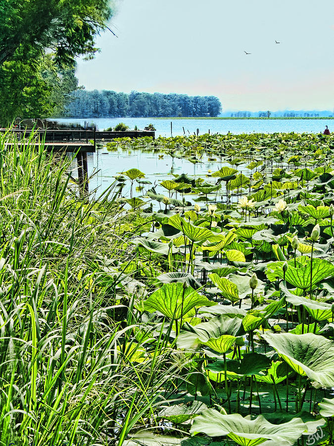 Reelfoot Lake Lilly Pads Photograph by Bonnie Willis