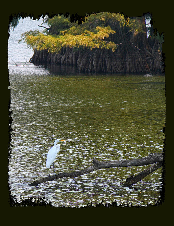Reelfoot Lake wildlife Photograph by Bonnie Willis
