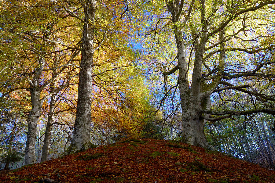 Reelig Forest  Photograph by Gavin Macrae