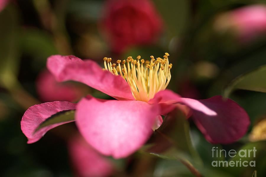 Flowers Still Life Photograph - Reflect on Camellia by Joy Watson