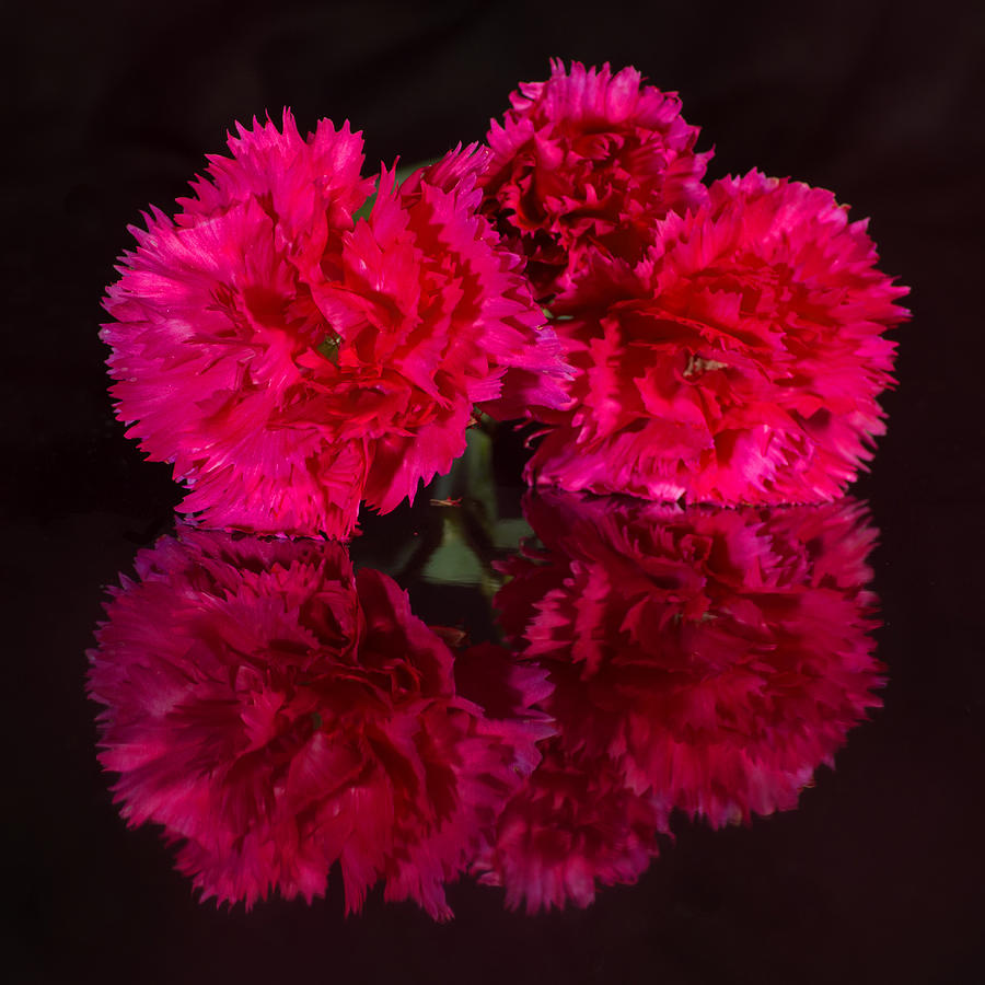 Reflected Carnations Photograph by Pete Hemington