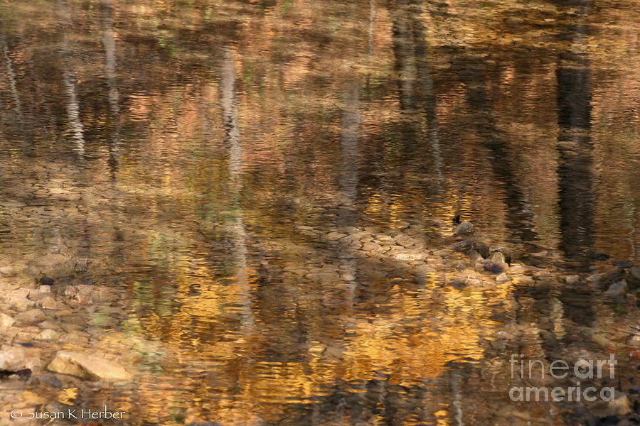 Nature Photograph - Reflected Gold by Susan Herber