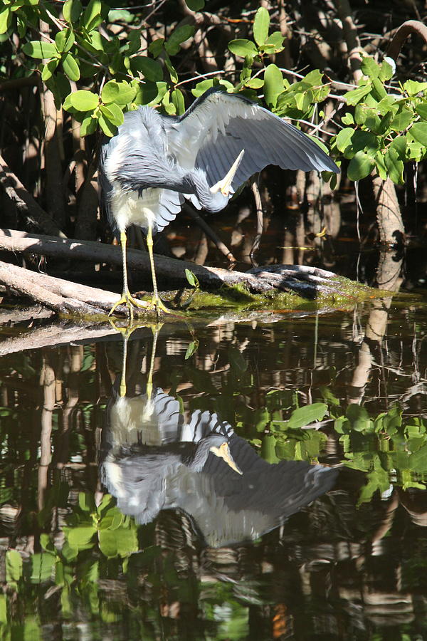 Heron Photograph - Reflected Great Blue Heron by Christiane Schulze Art And Photography