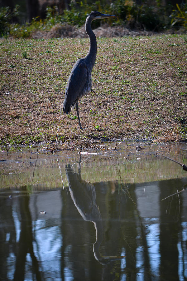 Nature Photograph - Reflected Heron by Mary Zeman