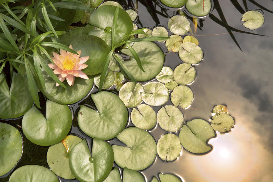 Reflected Light upon Flowering Water Lilies Photograph by Jason Politte