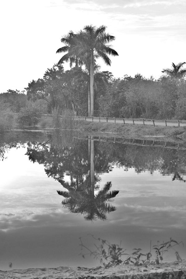 Everglades National Park Photograph - reflected palm at Anhinga Trail by Chuck Hicks