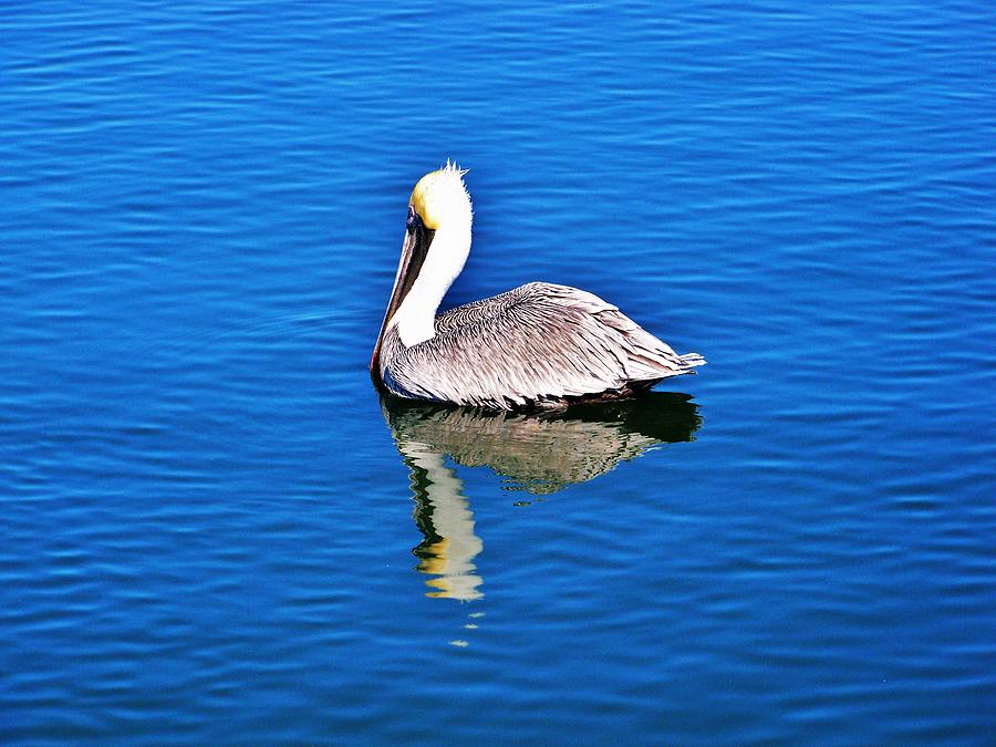 Reflected Pelican Photograph