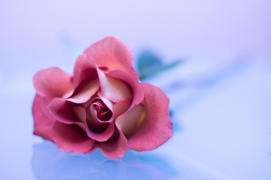 Reflected Rose Photograph by Elvira Pinkhas
