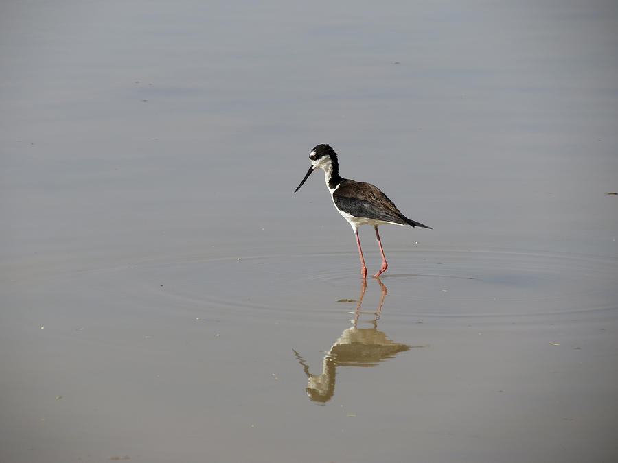 Reflected Stilt Photograph by Laurel Powell - Fine Art America