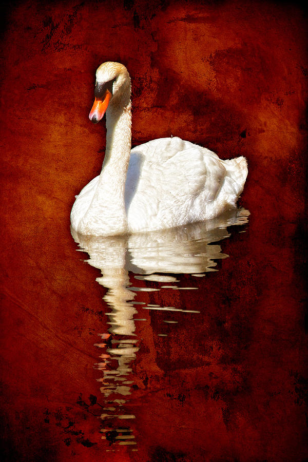 Reflected Swan Burnt Umber Photograph by Bob Coates