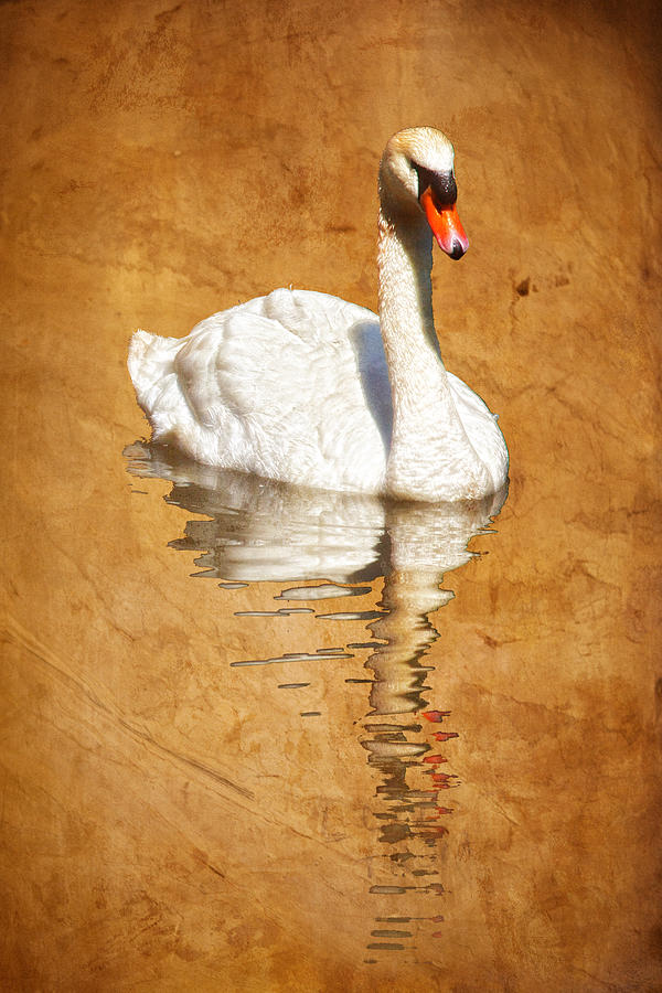Reflected Swan Warm Brown Photograph by Bob Coates