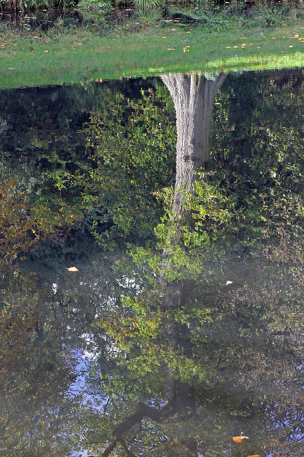 Reflected Tree Photograph by Tony Murtagh