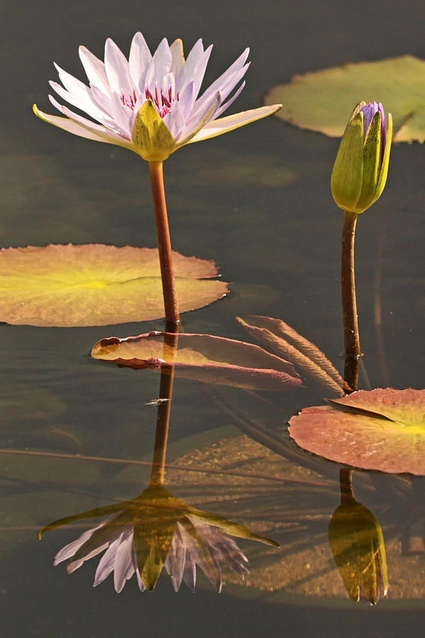Reflected Water Lilies Photograph by Theo OConnor