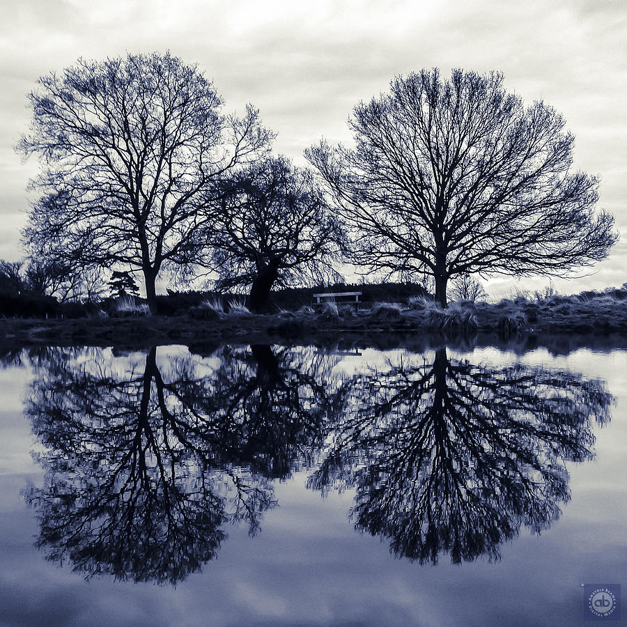 Reflected winter trees Photograph by Anatole Beams