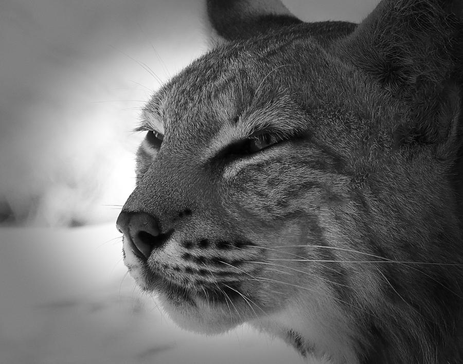 Reflecting Bobcat... Photograph