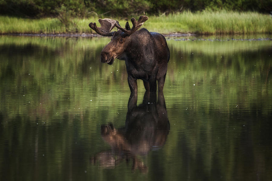 Reflecting Bull Photograph by Mark Kiver
