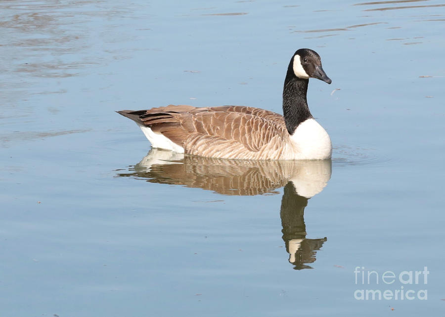 Goose Photograph - Reflecting Canadian Goose by Carol Groenen