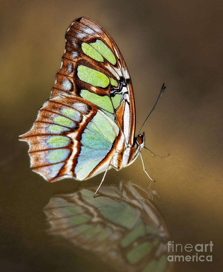 Butterfly Photograph - Reflecting by Claudia Kuhn