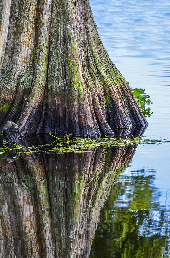 Reflecting Cypress Photograph by Carolyn Marshall