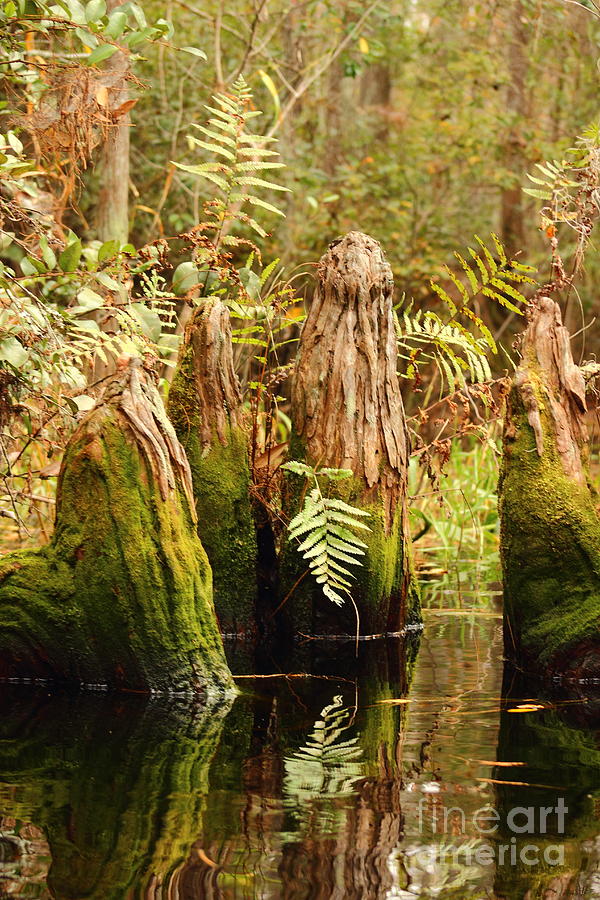 Reflecting Cypress Knees Photograph by Andre Turner