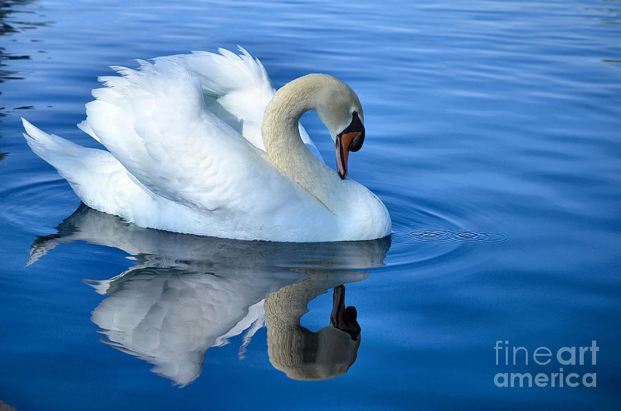 Swan Photograph - Reflecting by Deb Halloran