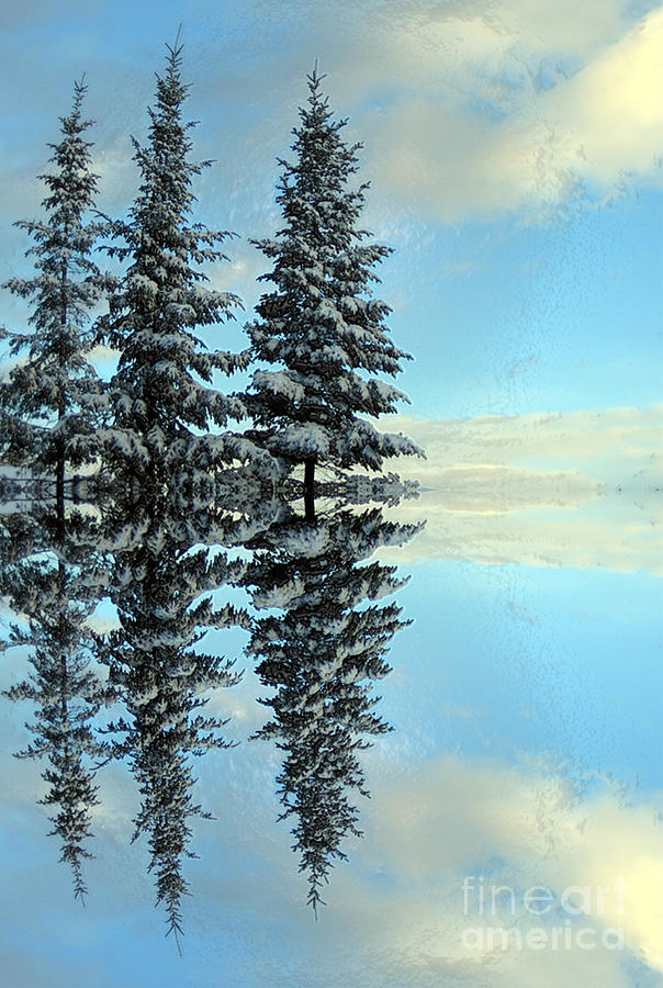 Reflecting Evergreens in Winter Photograph by Nina Silver