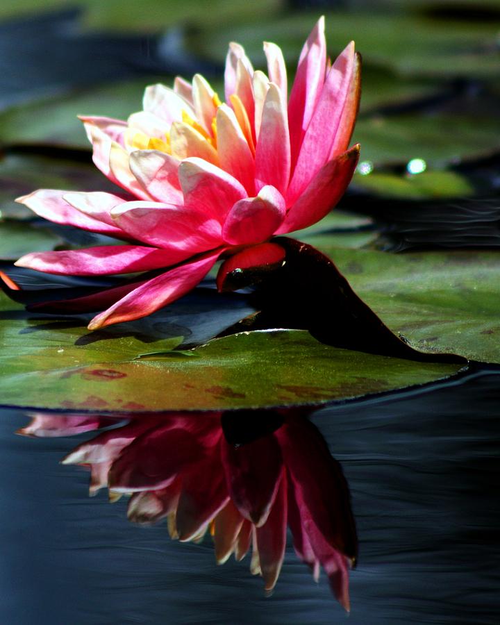 Reflecting Flower Photograph by Michael Tipton