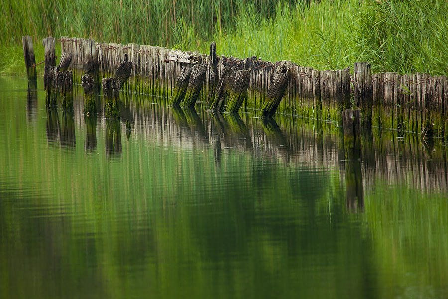 Summer Photograph - Reflecting Green by Karol Livote